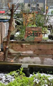 Urban Gardening holt die Natur zurück in die Stadt