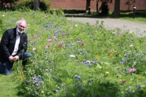 Wildblumenwiesen auf dem Langenbeker Friedhof in Hamburg